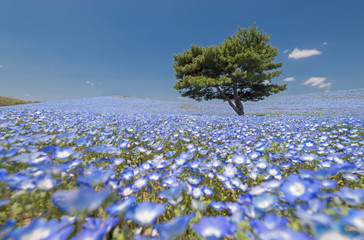 Nemophila, flower field at Hitachi Seaside Park in spring, Japan, selected focus on foregournd