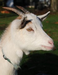 Portrait d'une chèvre naine