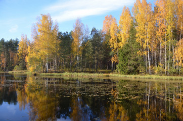 Fototapeta premium beautiful riverbank in autumn