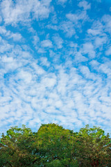 blue sky and fluffy clouds and leaf trees on nature background texture
