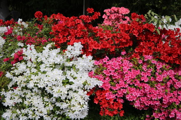 Azaleas blooming in white, red and pink, Italy