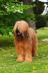 Fototapeta premium Briard dog portrait