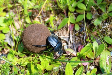 Mistkäfer eine Dungkugel rollend um seine Nachkommen zu versorgen, natürliches Arbeitsverhalten eines Insekts