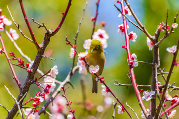 The Japanese White-eye.The background is white plum blossoms. Located in Tokyo Prefecture Japan.