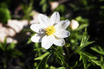  Forest anemony on a glade in the wood.