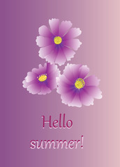 Pink flowers. Hello summer! Flower kosmeya. Vector illustration. Kosmeya on a lilac background with text. Design for banner, poster, greeting cards.