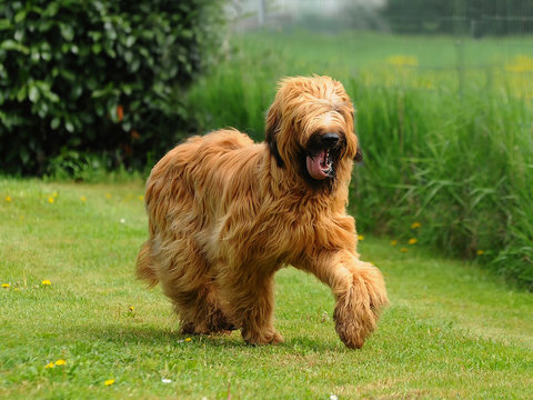 Briard dog portrait