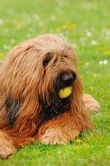 Briard dog portrait