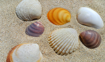 Seashells closeup on a sand