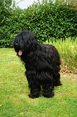 Briard dog portrait