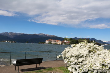 White azaleas blooming on the shores of Carciano Sresa, Lake Maggiore Italy