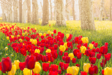 Red and yellow beautiful tulips in spring with morning light, flower background
