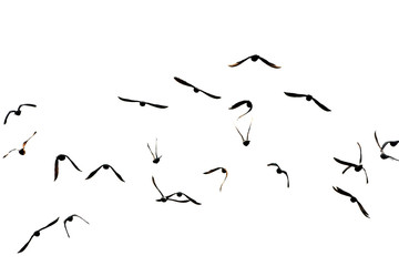 Free. Flight of birds in the wild. Silhouette.  Freedom
