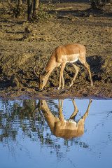 Common Impala in Kruger National park, South Africa