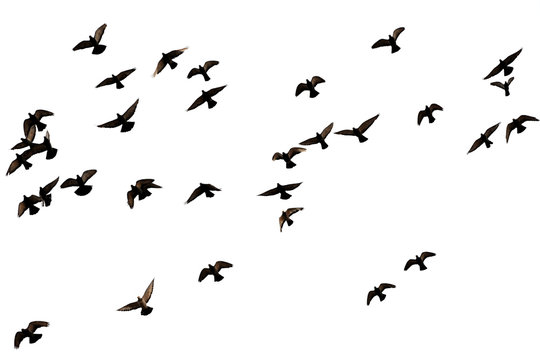 Free. Flight of birds in the wild. Silhouette.  Freedom

