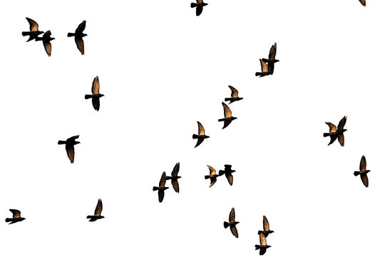 Free. Flight of birds in the wild. Silhouette.  Freedom
