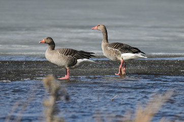 Greylag Geese at Lake Hornborga, Sweden