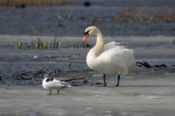 Mute Swan at Lake Hornborga, Sweden