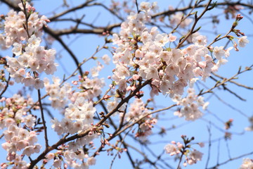 cherry blossoms under the blue sky