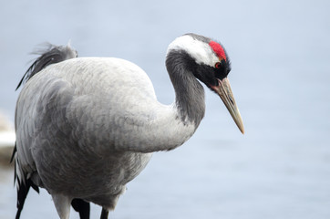 Common Cranes at Lake Hornborga, Sweden