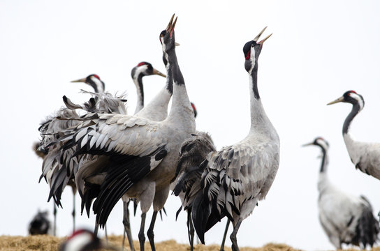 Common Cranes at Lake Hornborga, Sweden