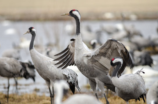 Common Cranes at Lake Hornborga, Sweden
