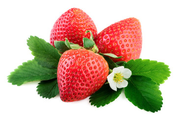 Strawberries organic plant with leaves and flower on white