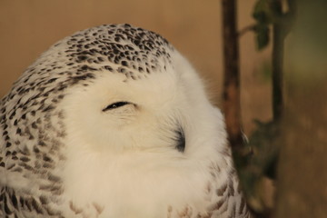 Snowy owl smiling right side closed up-eyes slightly open