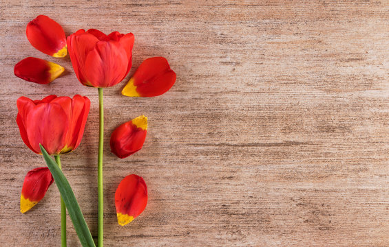 Red tulips decorative arrangement on light brown background. Text space right