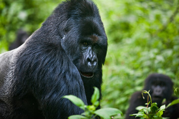 gorilla