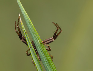 Hunting spider