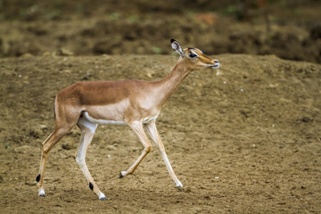 Common Impala in Kruger National park, South Africa