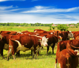Naklejka na ściany i meble Cows grazing on pasture
