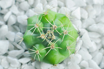 Small cactus in the pot