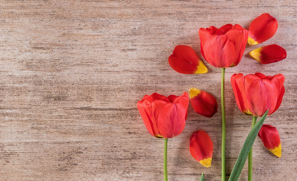Red tulips decorative arrangement on light brown background. Text space left