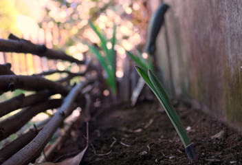 Gardening and Planting Flowers