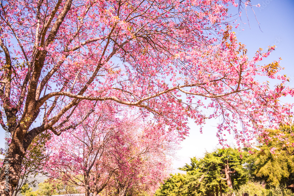 Poster Cherry blossom tree