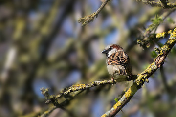 House sparrow male (Passer domesticus) small bird sitting on a branch, copy space