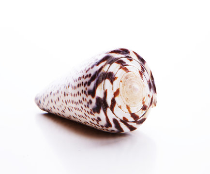 Conchiglia