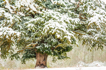 Snow covered tree, winter