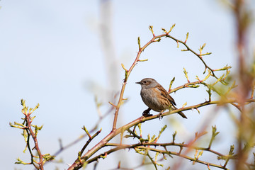 Dunnock (Prunella modularis) a small passerine, or perching bird sits in a wild rose bush against the blue sky, copy space