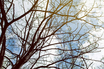 Branches Of A Tree Without Leaves Against Blue Sky With White Clouds Closeup