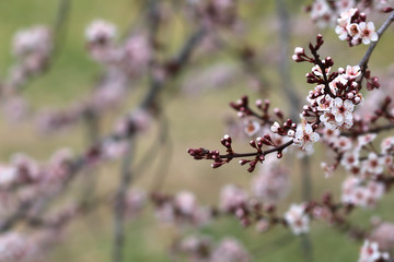Spring pink flowers