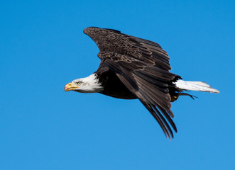 Bald Eagle In Flight With a Fish