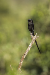 Magpie Shrike in Kruger National park, South Africa