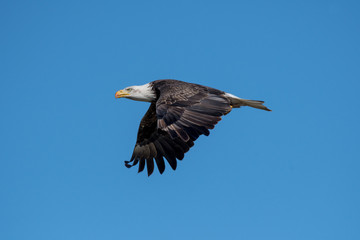 Bald Eagle In Flight With a Fish