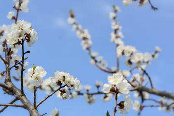 Bee collecting honey on a flowering tree in spring.Blue sky. Apiculture.