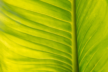 Green leave texture for background