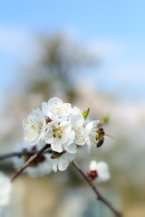 Bee collecting honey on a flowering tree in spring. Apiculture.