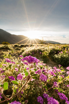 Sand verbena in the Colorado desert with the sun rising over the mountains.